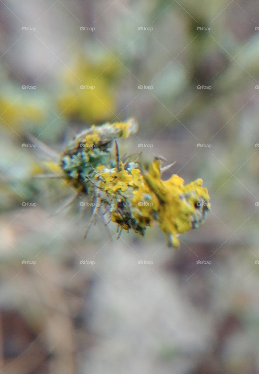 moos flora fauna plant green grün gelb yellow