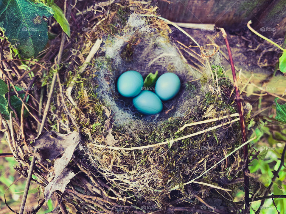 Birds nest 