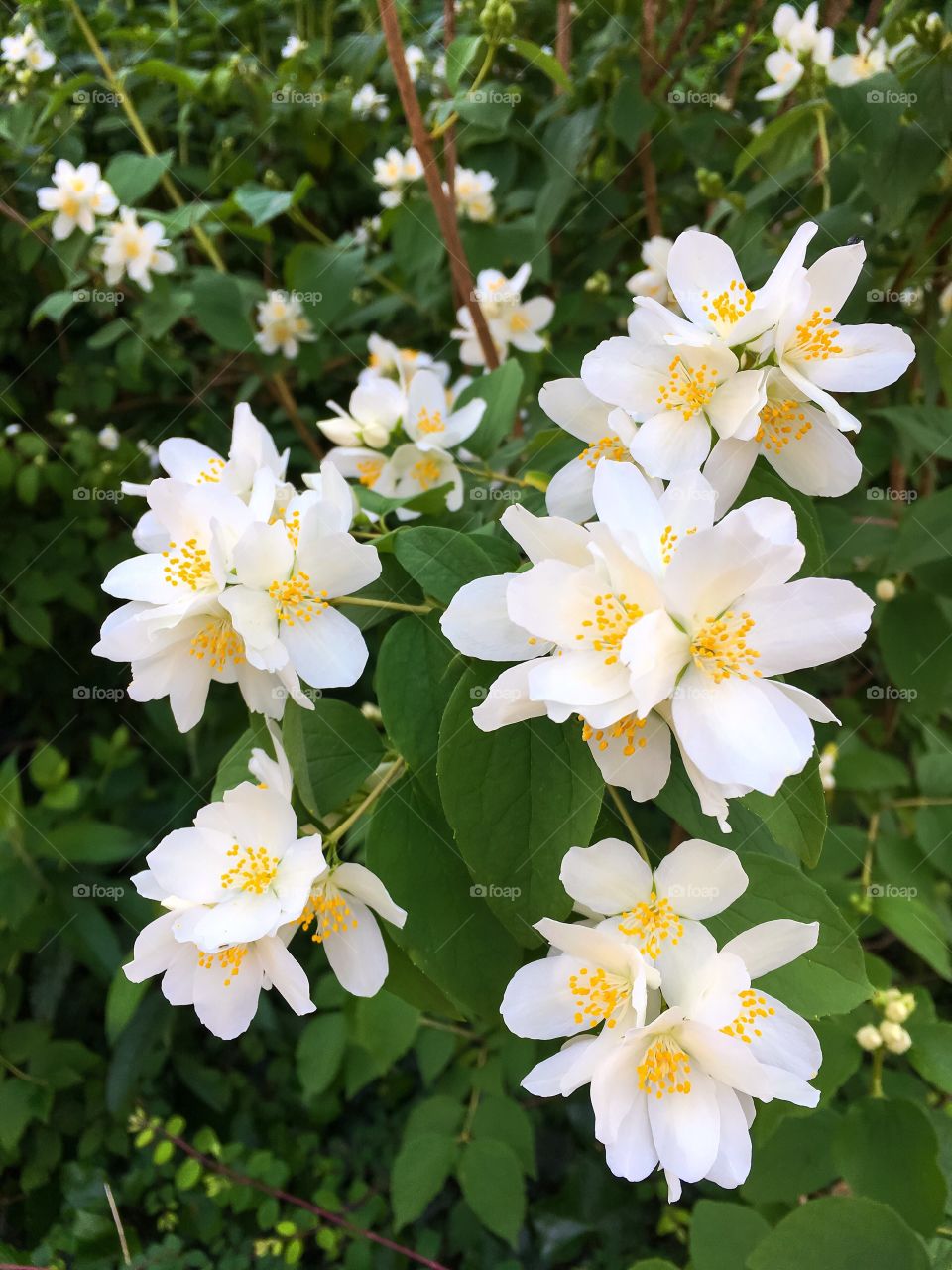 Deutzia gracilis 'Nikko' in white spring flowers, slender deutzia shrub.