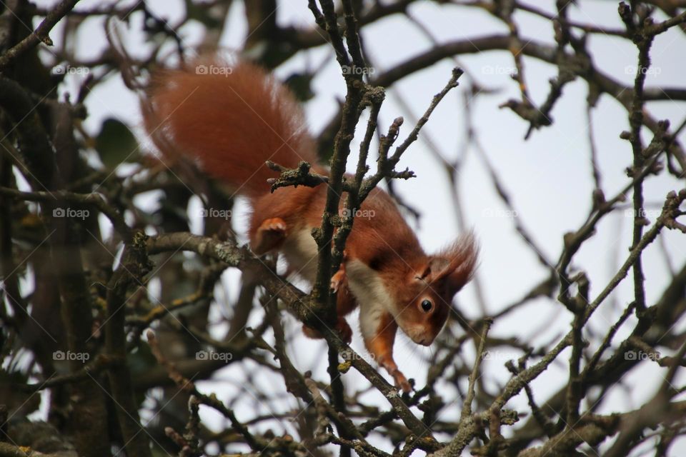 A red squirrel climbs through the bare branches of a tree in winter