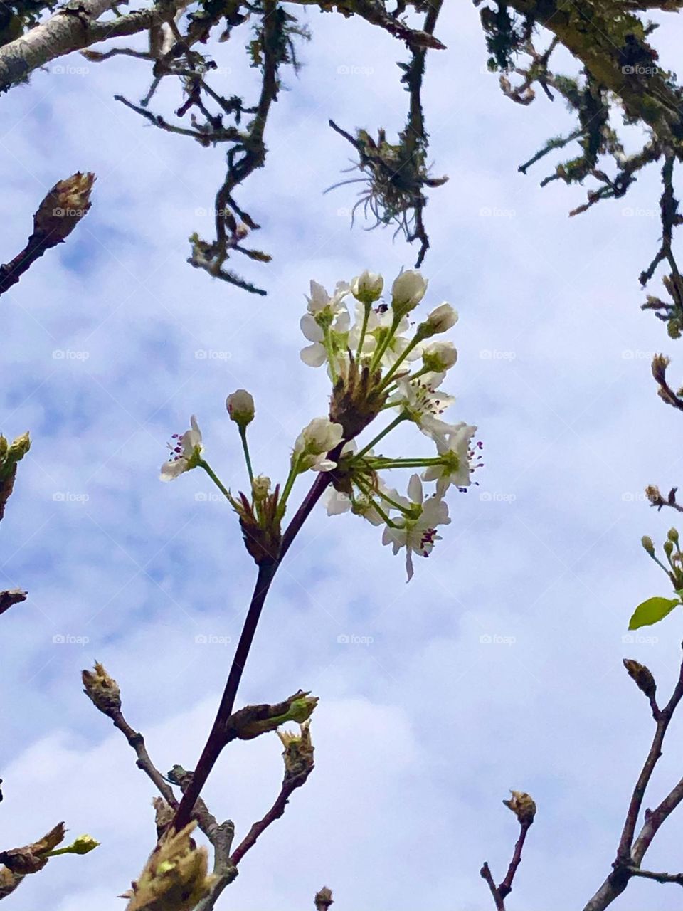 Our Bradford Pear tree is starting to bloom in the front yard here on the ranch in Texas! Can’t wait for it to be full of its beautiful flowers!