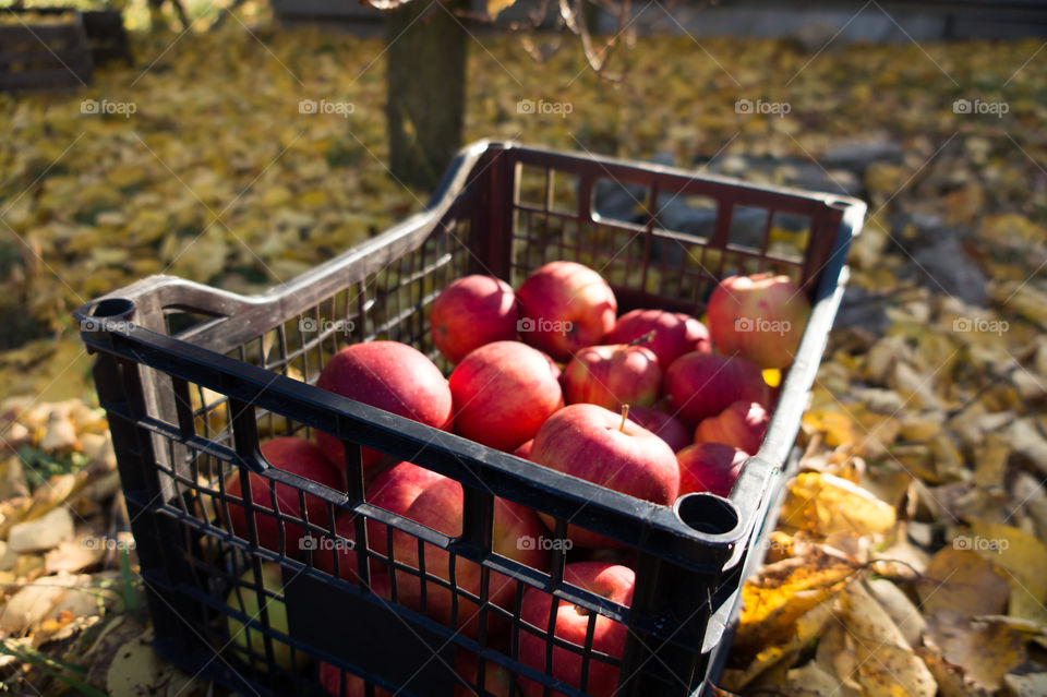Harvest ripe juicy and tasty apples. Harvested juicy apples from fertile trees.
