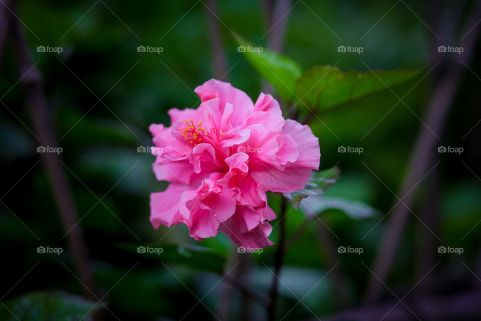 Hibicus rosa sinensis