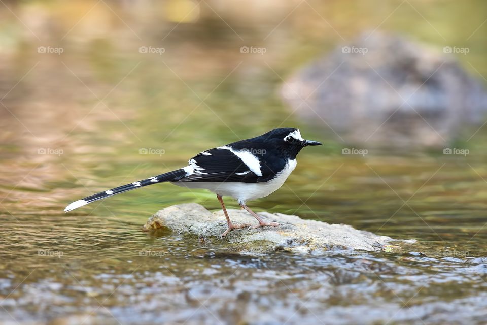 White-crowned Forktail