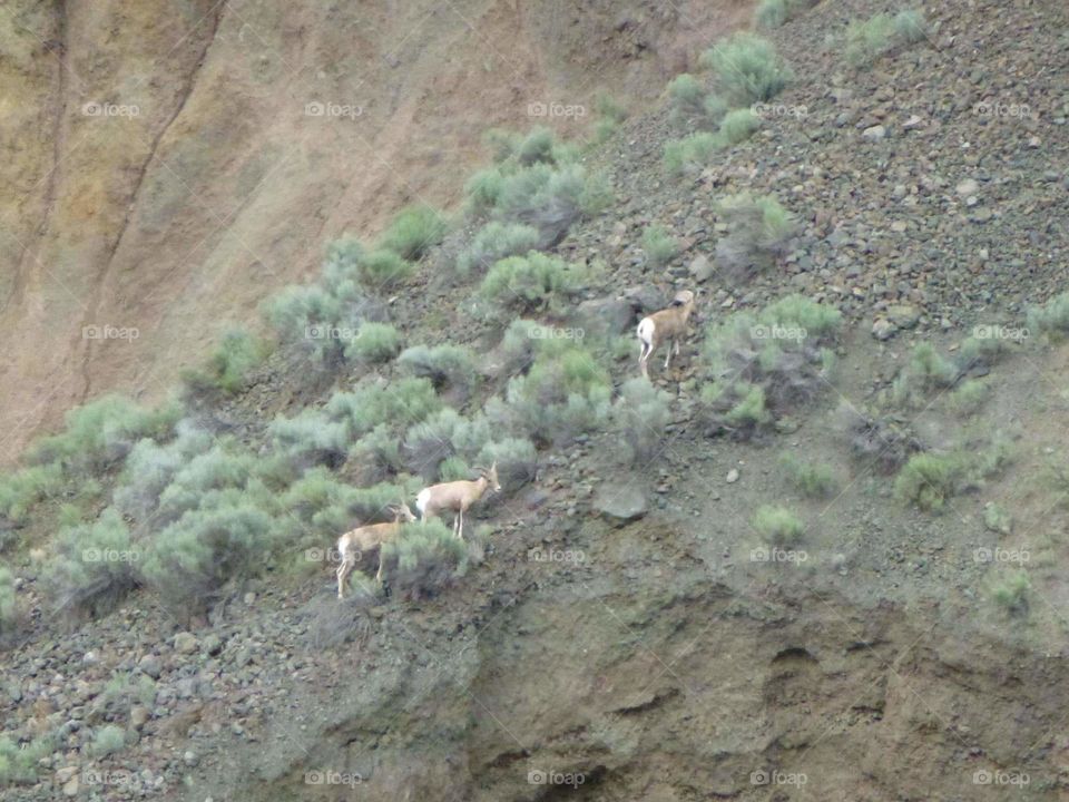 Wild goats on a mountainside.