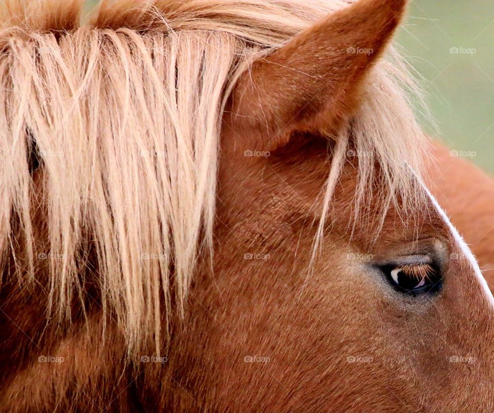 Closeup of a Wild Horse