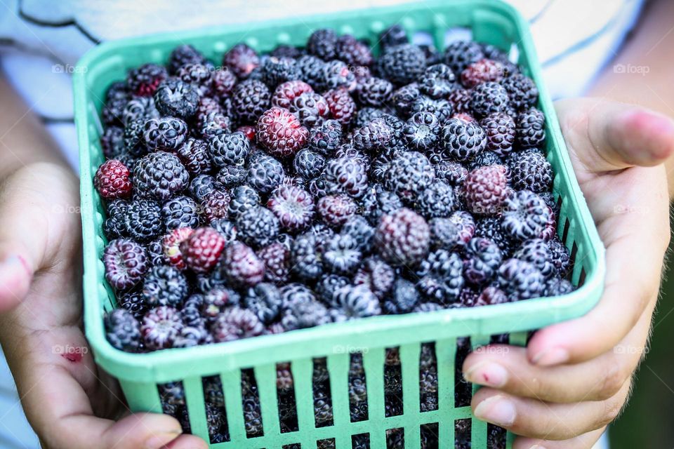 Child's hands are holding a bucket with wild berries