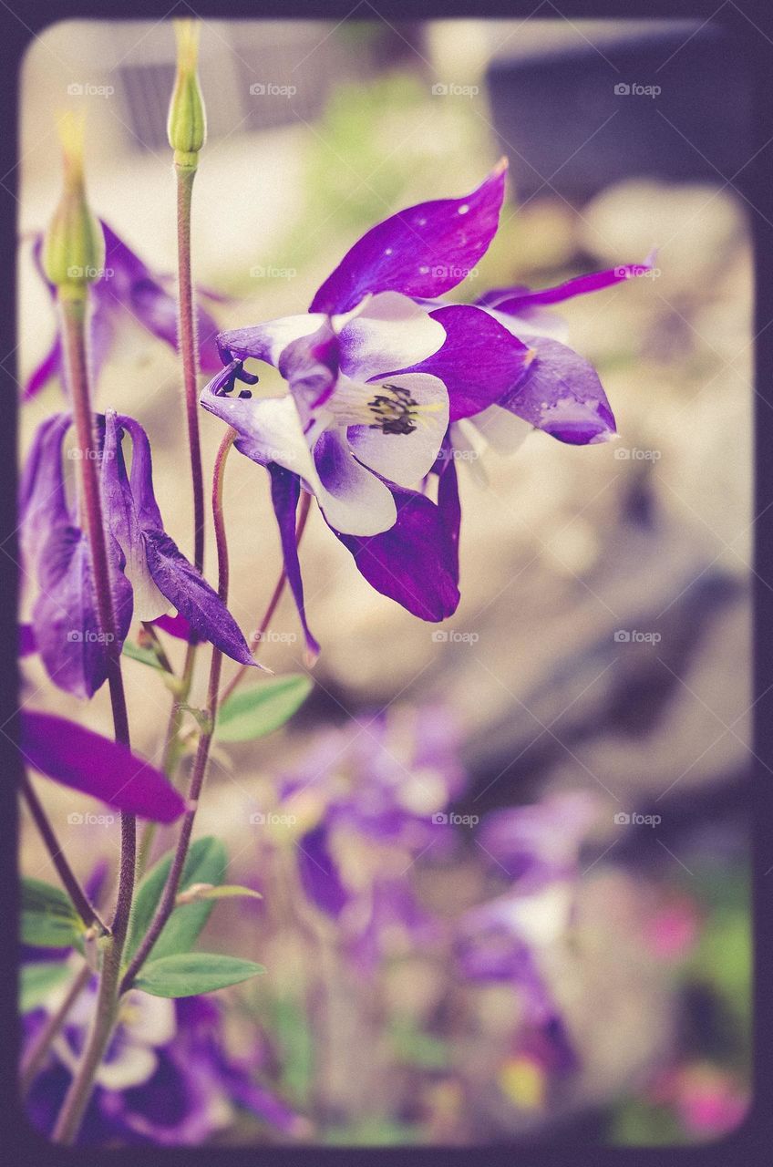 The beauty of flowers