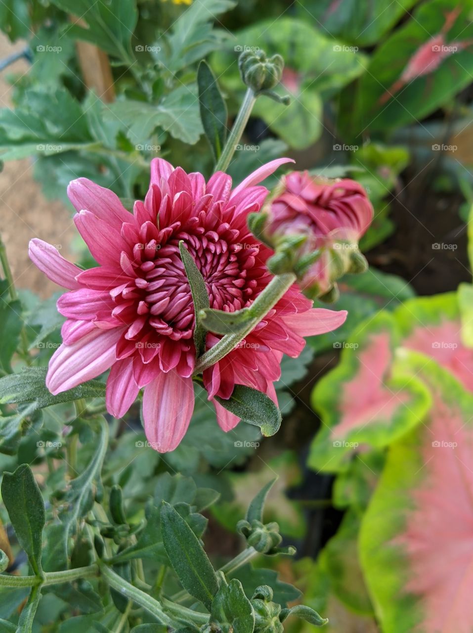 red flower