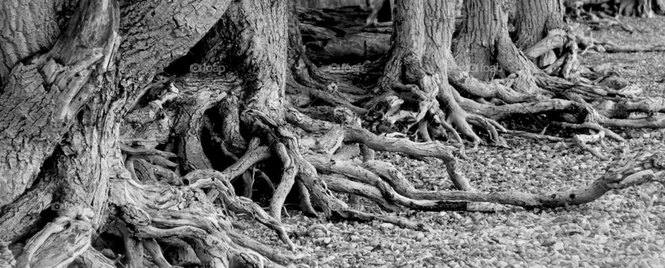 Black and white of tree roots growing out onto the stony beach in Watertown National Park, Alberta