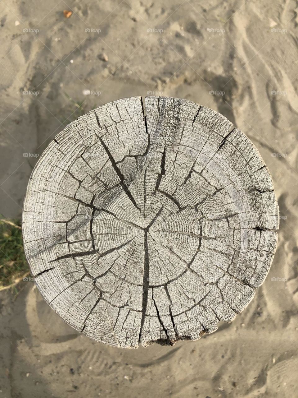 Old tree’s pole on the beach 