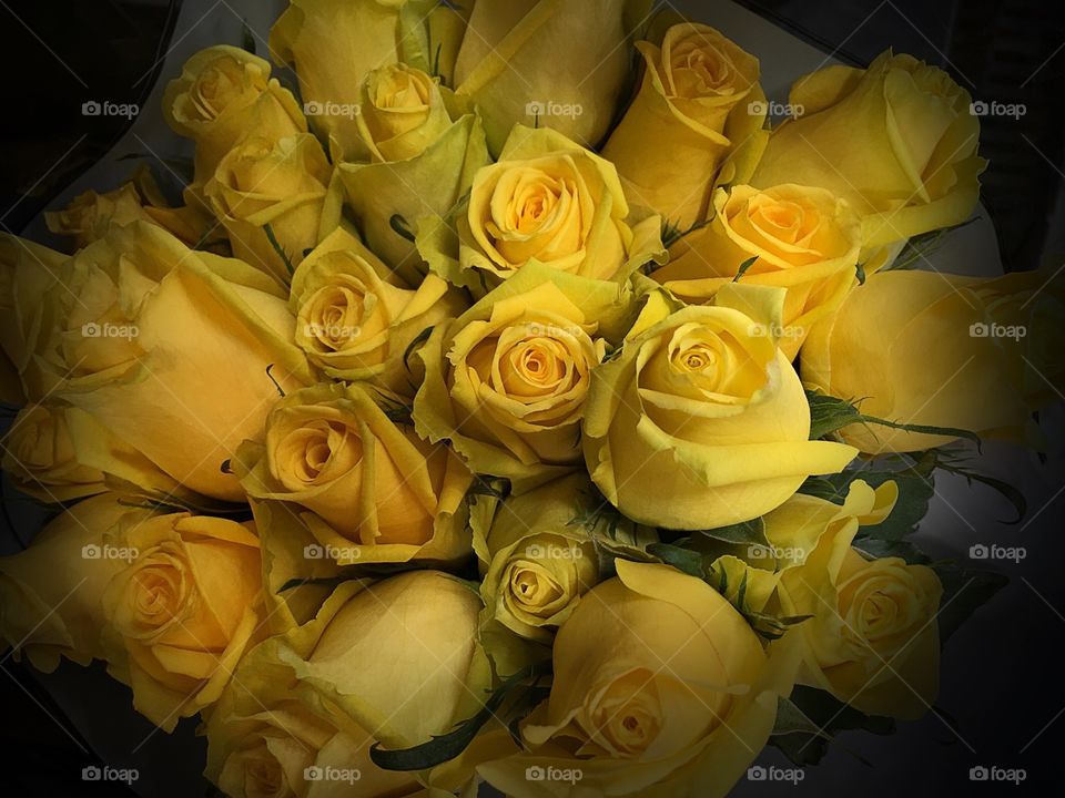 Yellow roses
