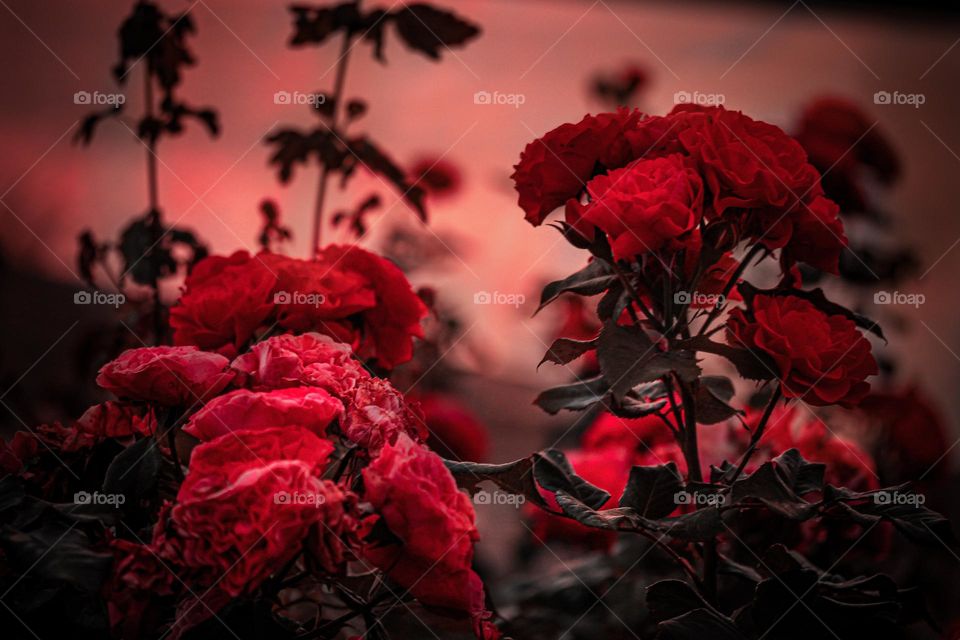 The red roses