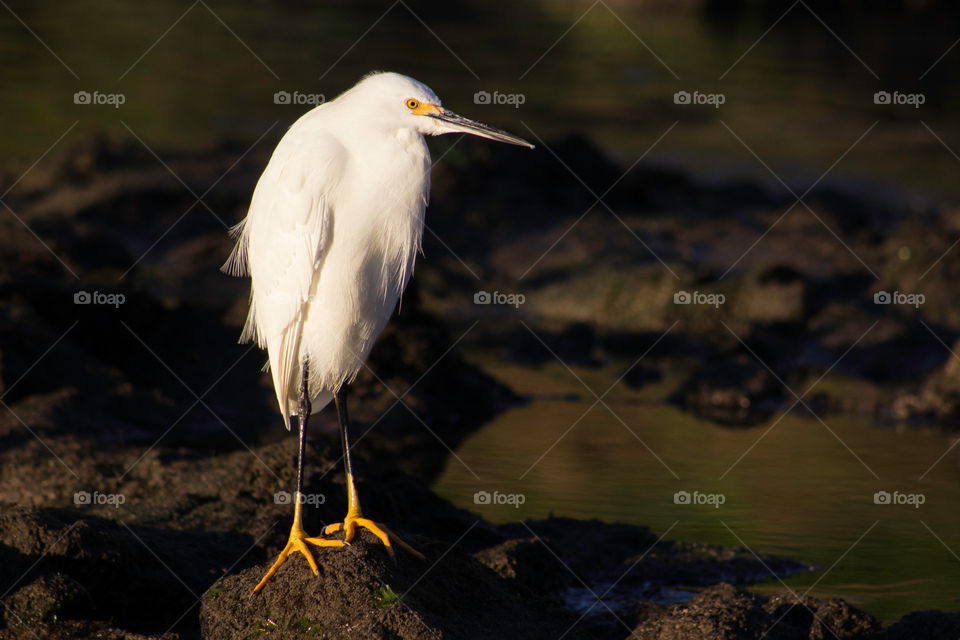 Crane bird