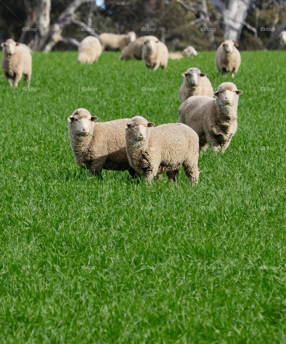 Herd of spring time sheep and lambs in South Australia, grazing in a verdant bright green grass meadow range. Spring rains in Australia give reprieve to the normally arid climate— for a short time, the sheep have more than saltbush to graze on