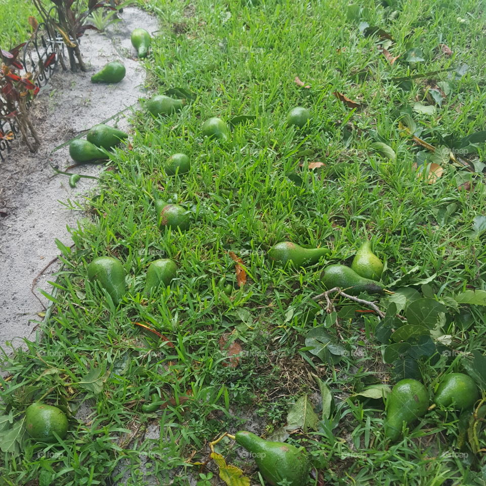 the hurricane did not leave any avocado in the tree so we loss a lot of our crop.
