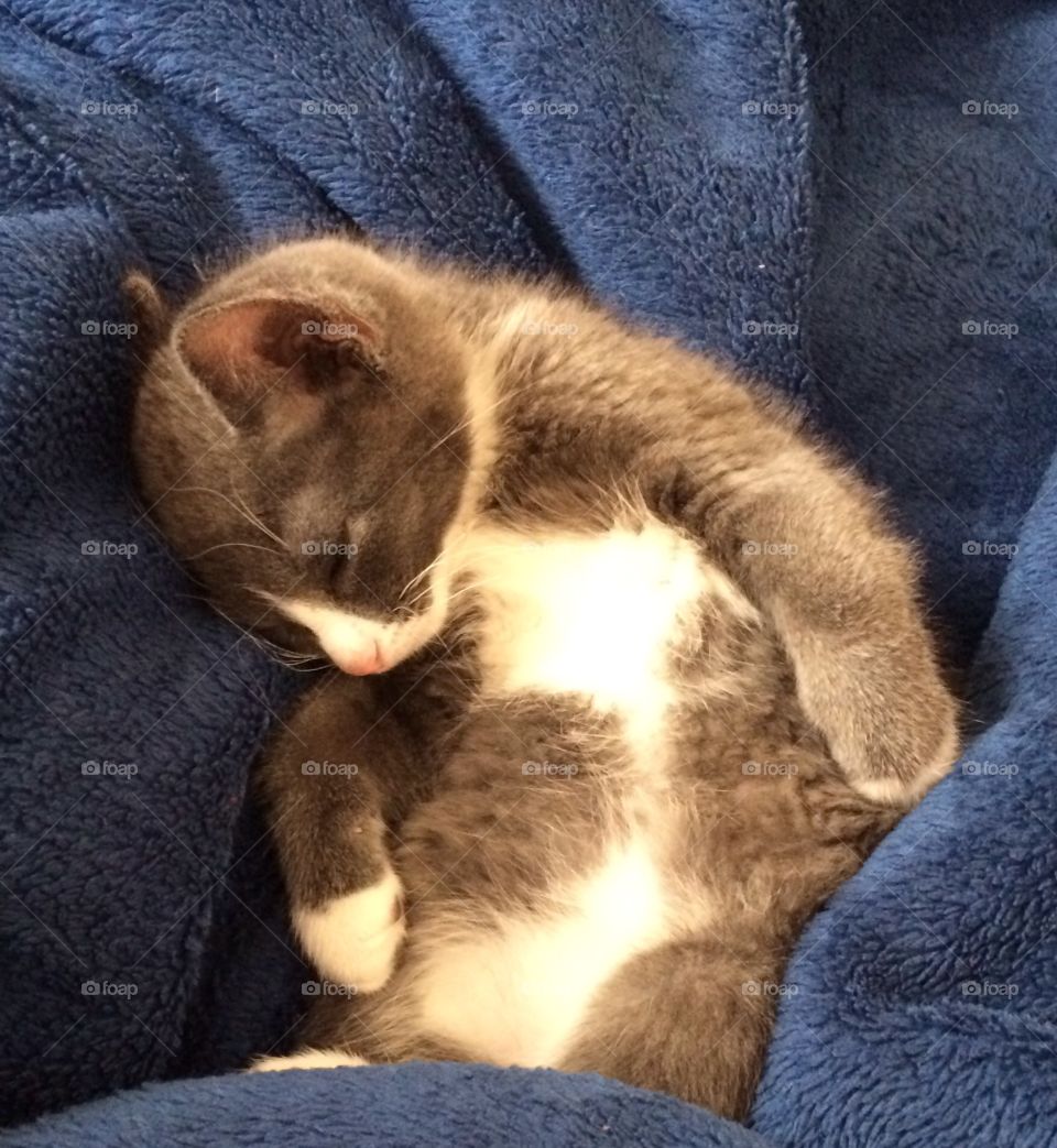 Sleepy kitten Sammy
