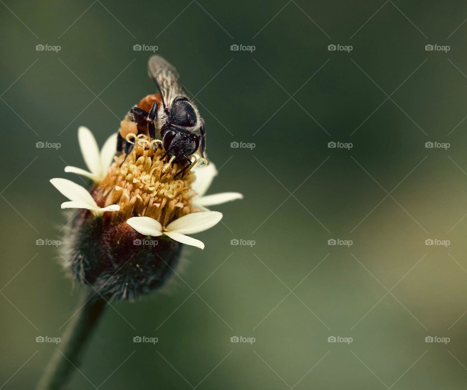 Macro photography - Honey bee - Dandelion flower 