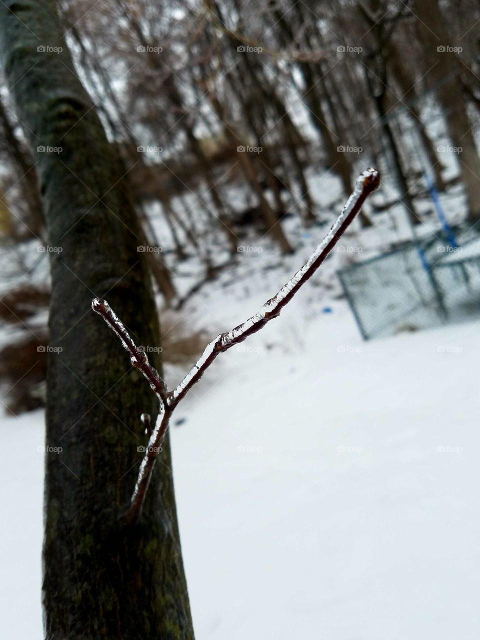 branch covered in ice