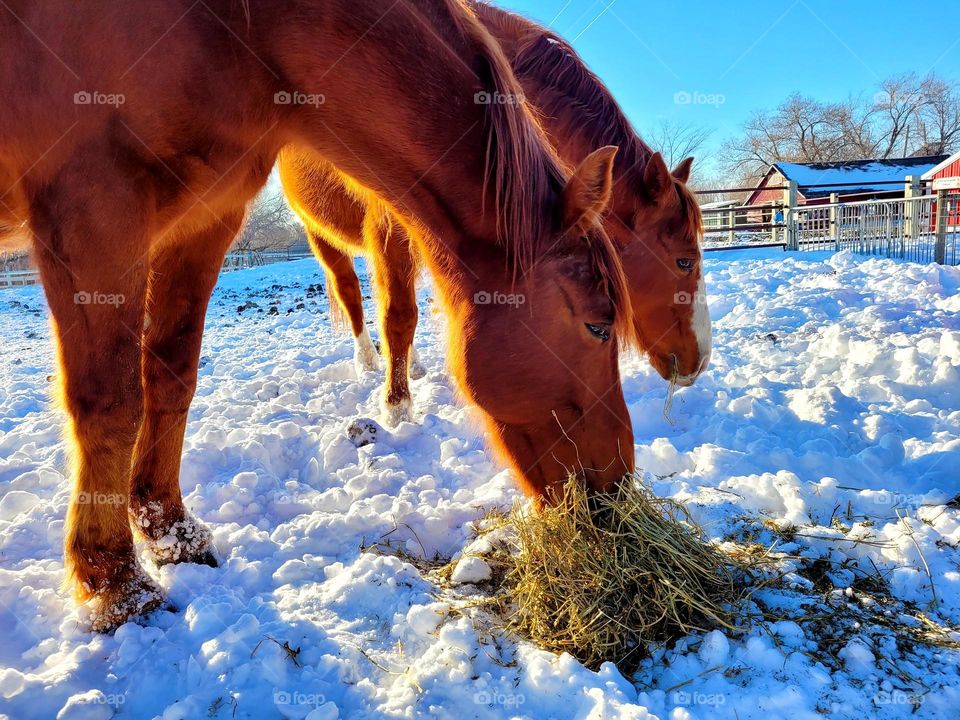 My 2 horses in the snow