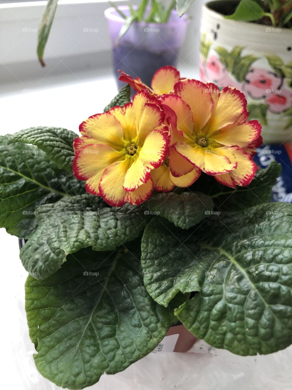 Мои солнечные цветы 