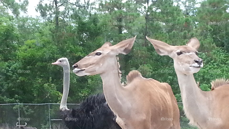 an ostrich and a deer