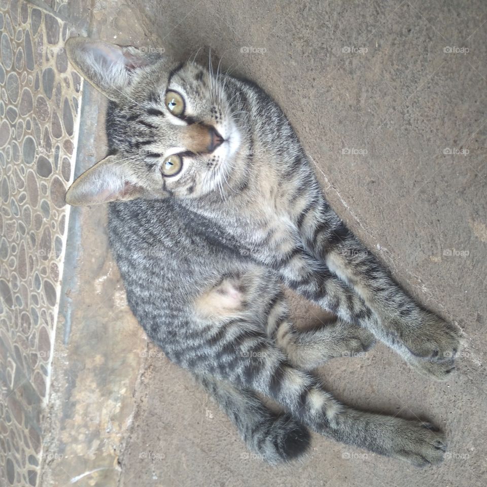 The cat's eyes are very sharp.