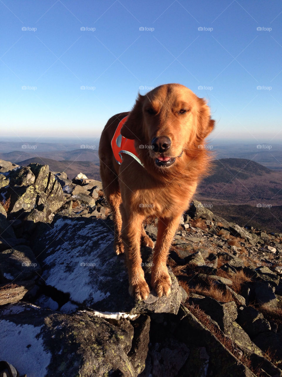 dog mountains view hiking by bobmanley