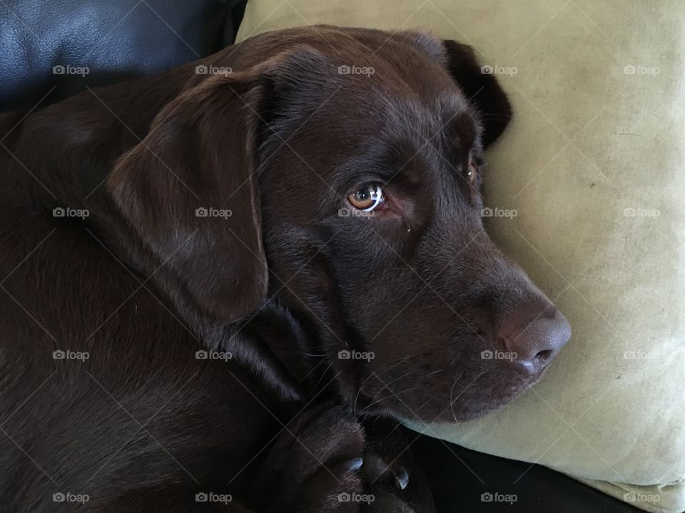 Dog, Mammal, Portrait, Canine, Pet