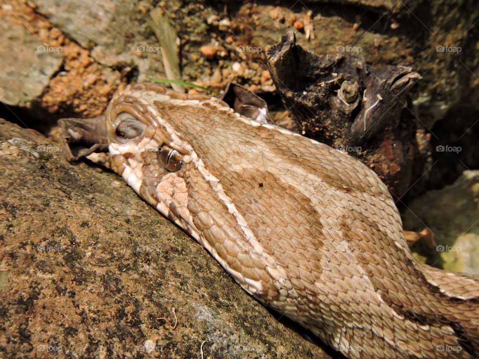 viper snake brown