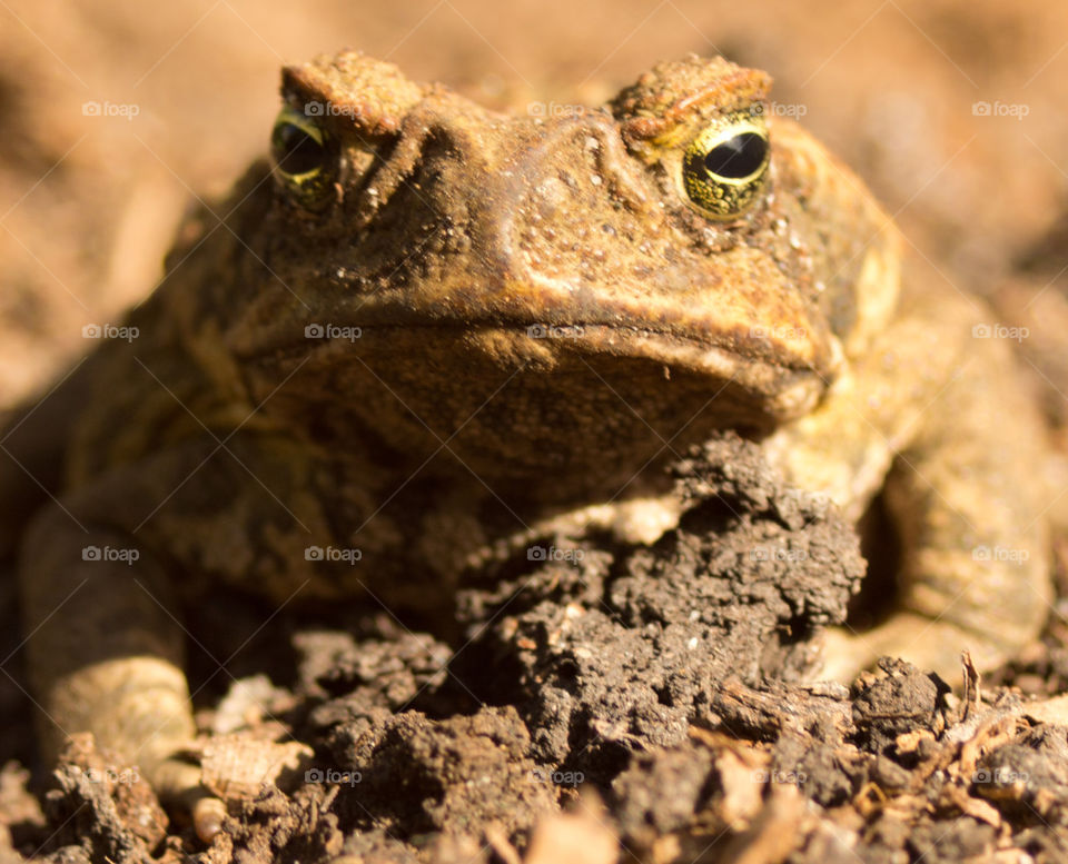 cane toad
