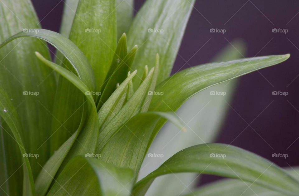 A macro photo of leaf bud on a Lilly unfurling.