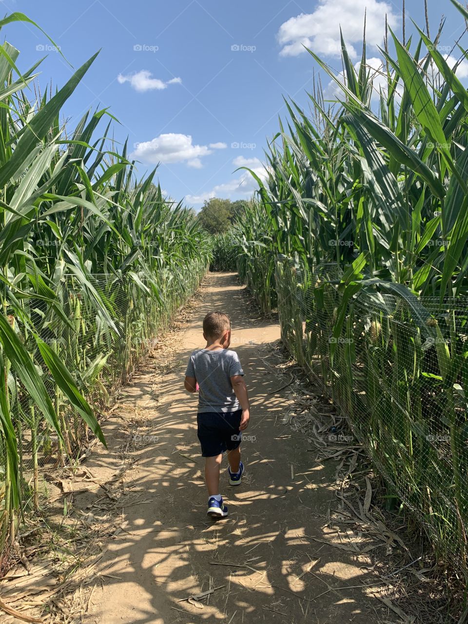 Corn maze leader