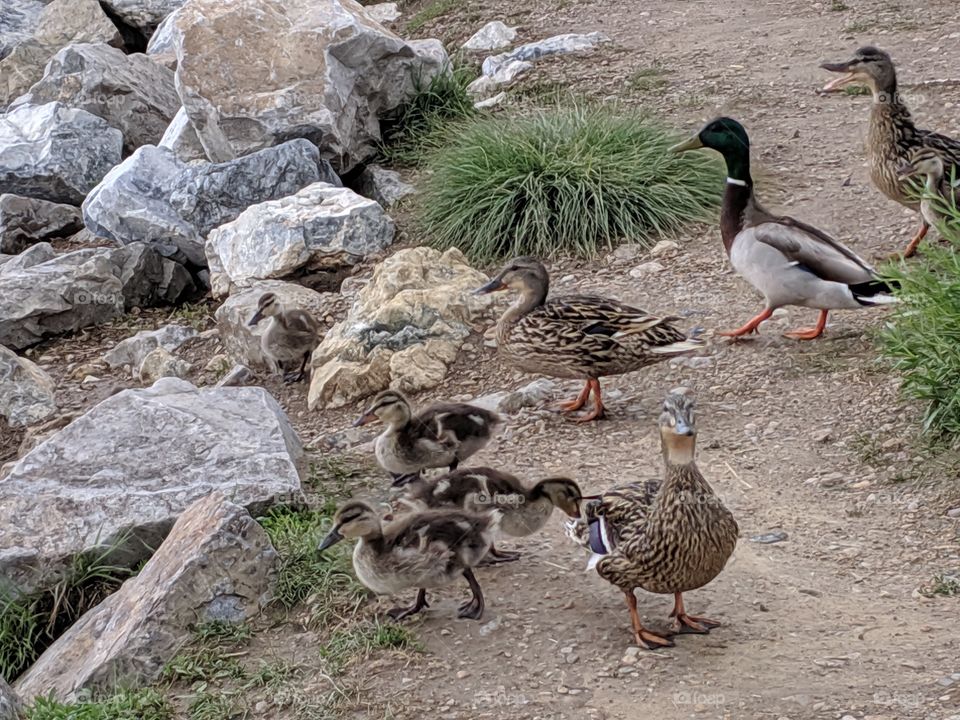 A Lake in Utah, Geese, Babies, a Mallard Duck and his wife. ©️ Copyright CM Photography