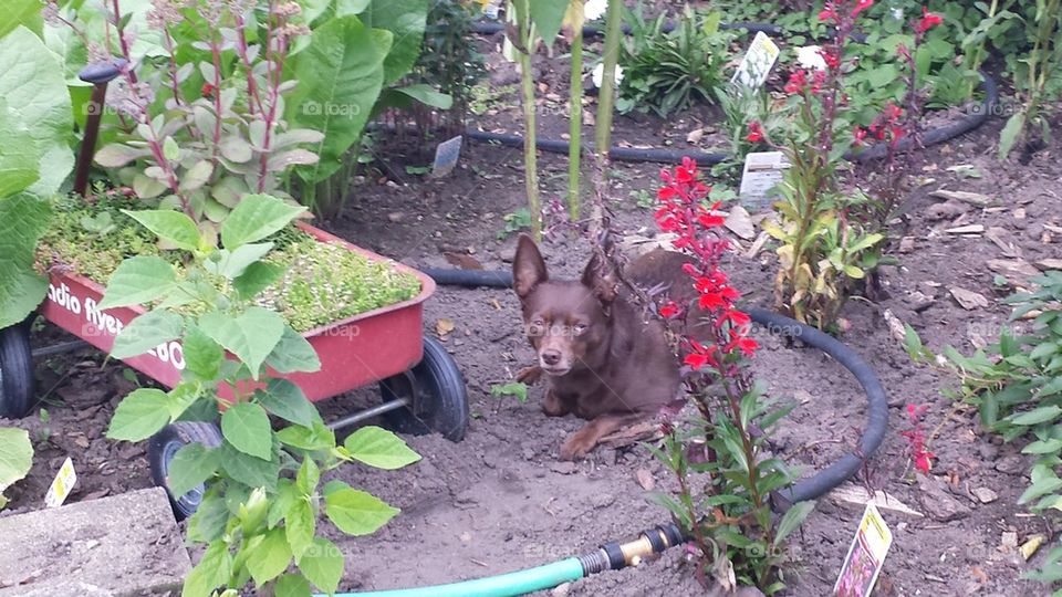 Wilbur in the garden