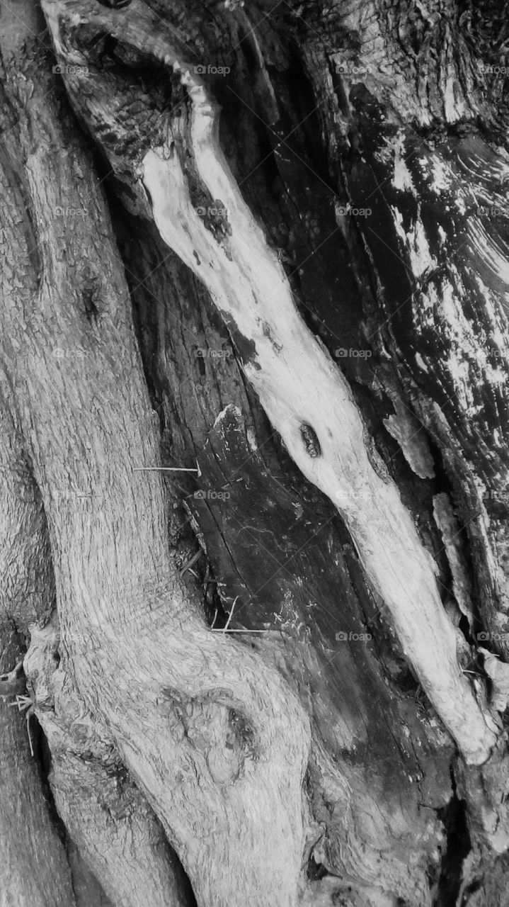 Old bark tree with interesting texture