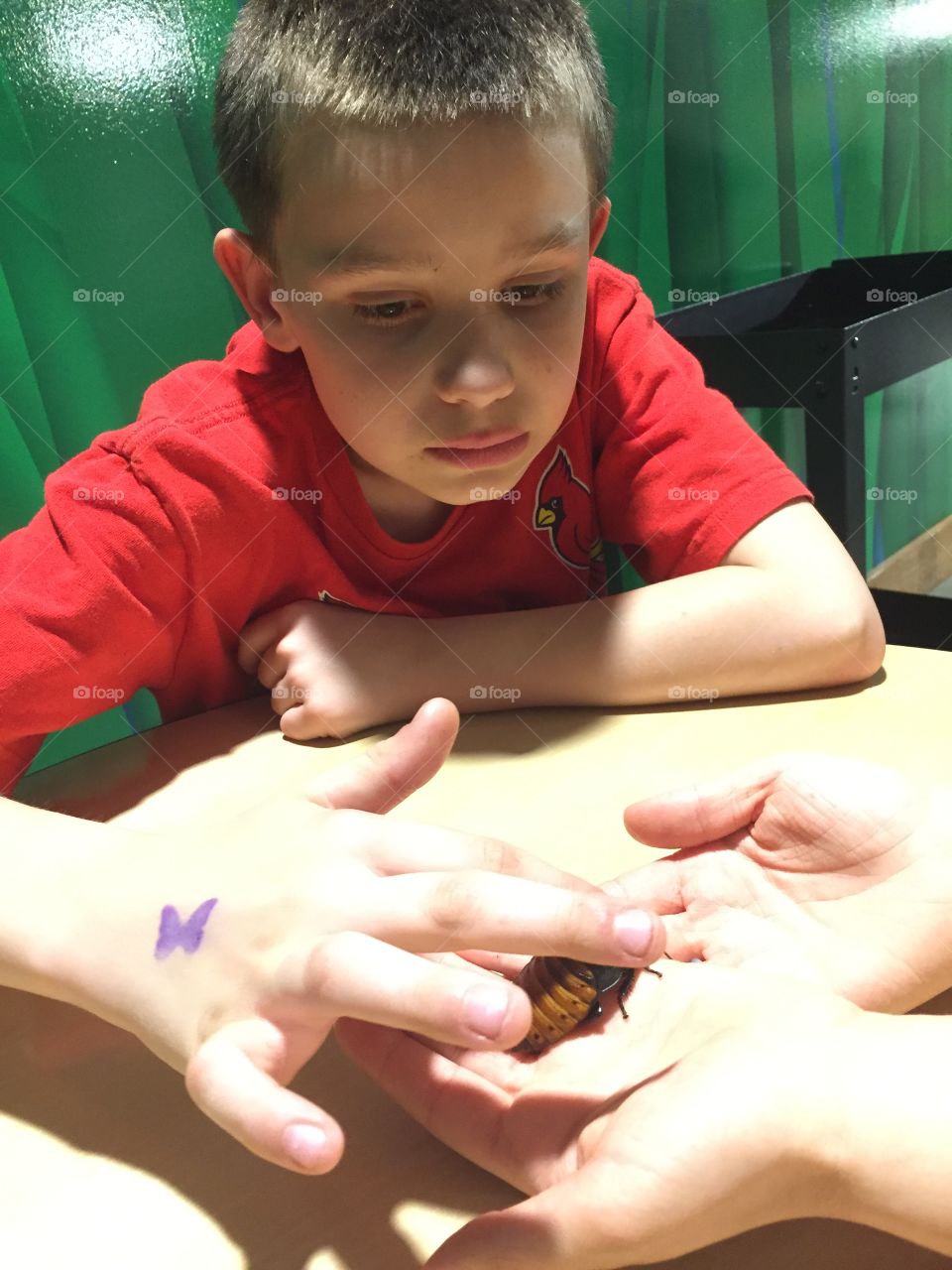 Hissing Cockroach, Scientist, Worried Boy, Insect Studies, Entomology, Madagascar Bug. Petting The Bug, Cockroach Breathes Out It’s Back-holes. This Cockroach was kind. It did not hiss.
