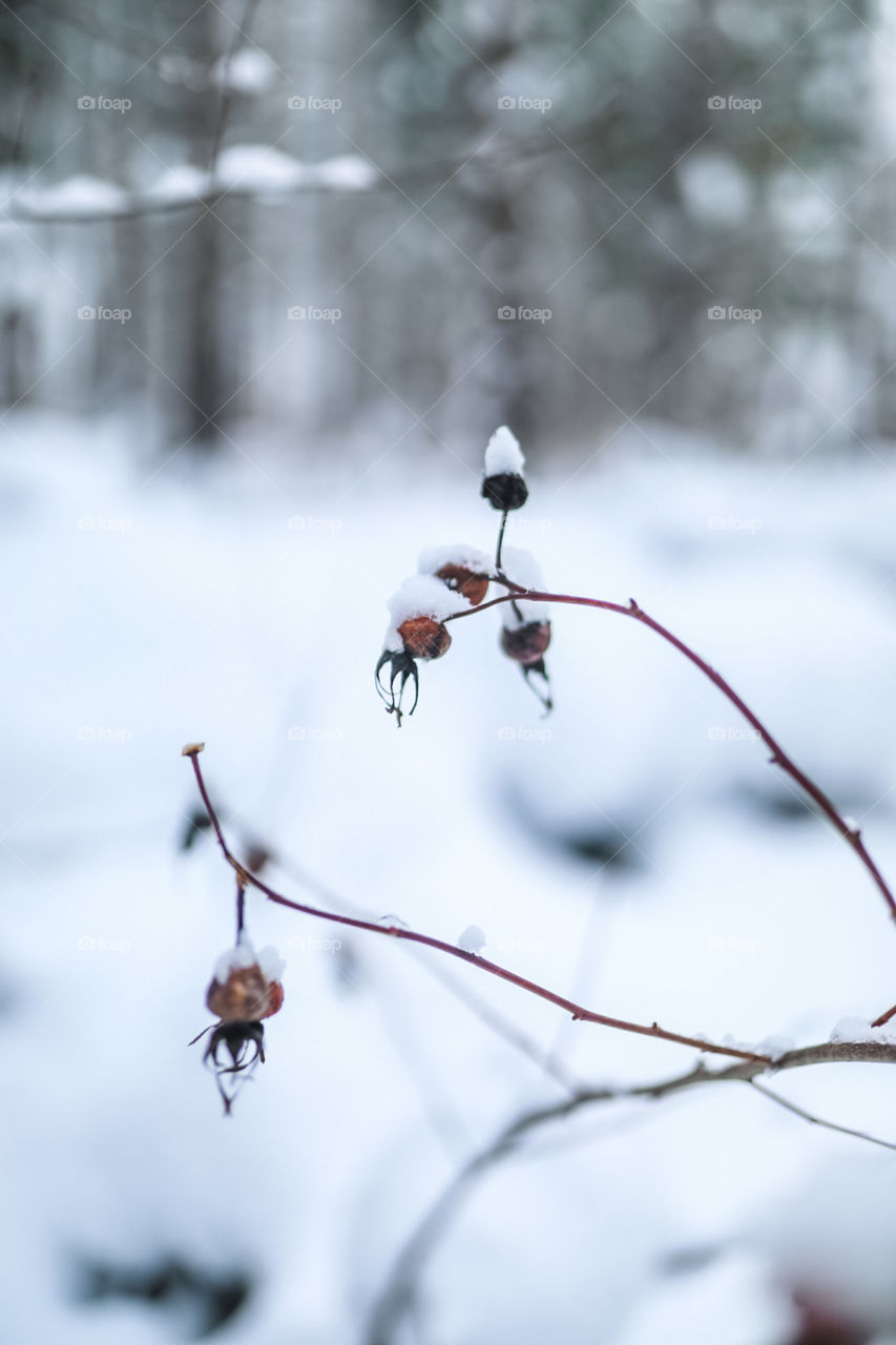 Snowy winter days in the mountains. Going on a nice morning hike up to a gorgeous mountain hot spring for a nice soak. 