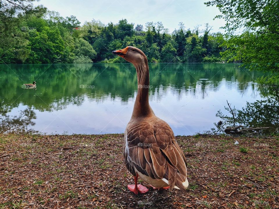 close up of a wild goose on the lake shore