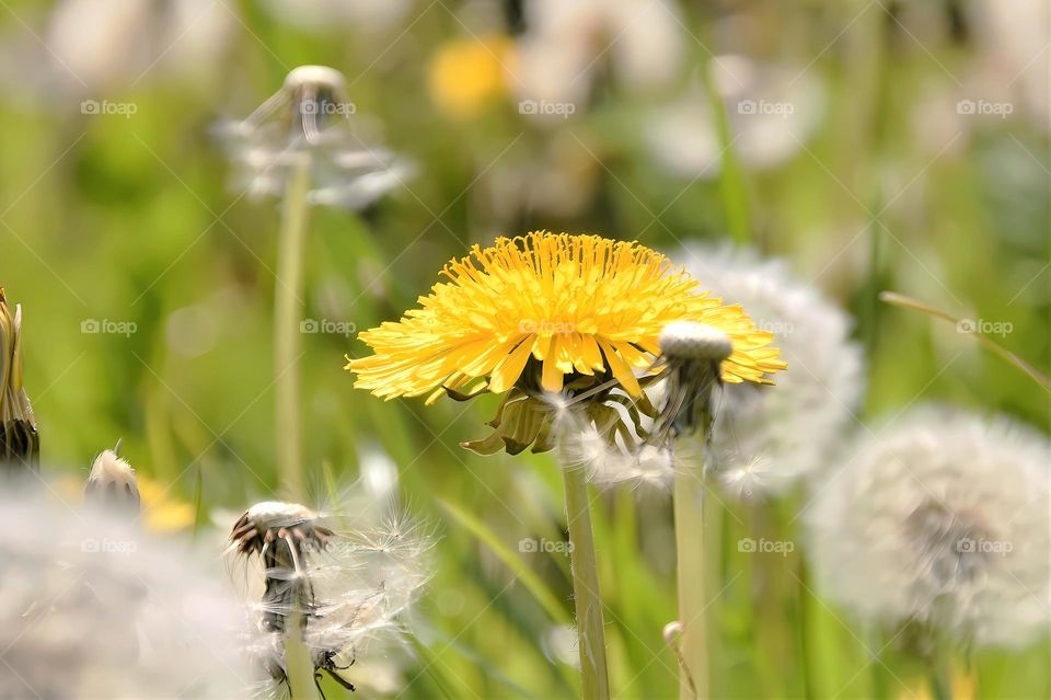 blooming yellow dandelion in a green field during spring time