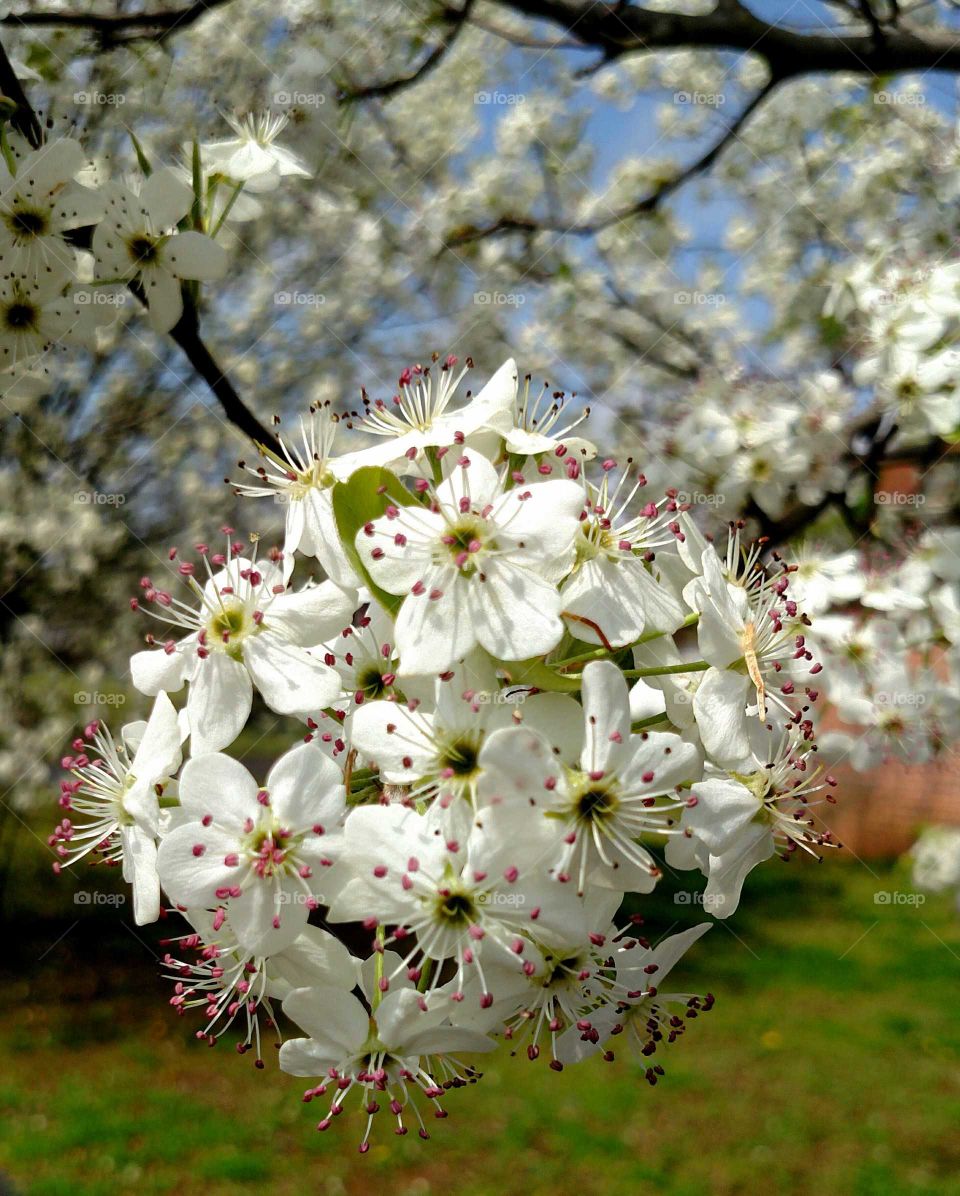 flowers in Springfield in springtime