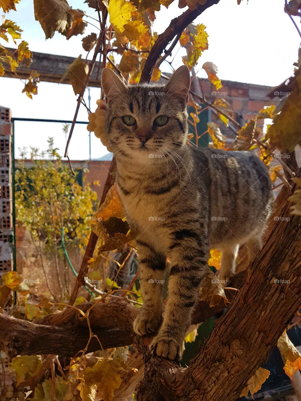 cat Romy