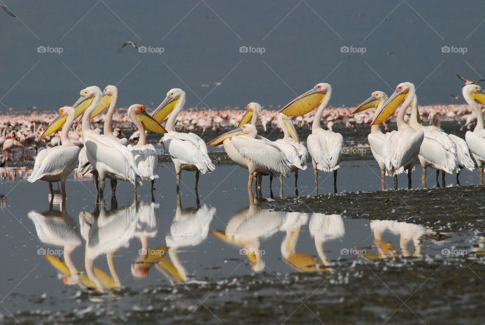 lake reflection pelican kenia by shanthib