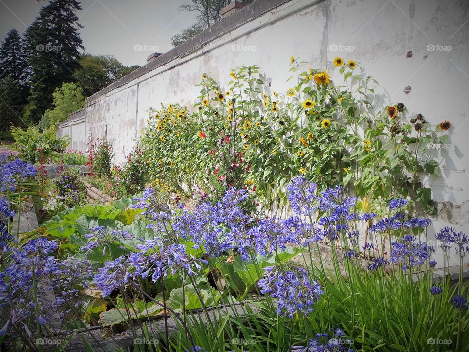 Sunflower wall. Birr castle gardens Ireland 