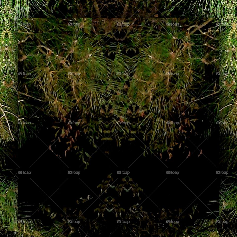 mirrored pine tree at night