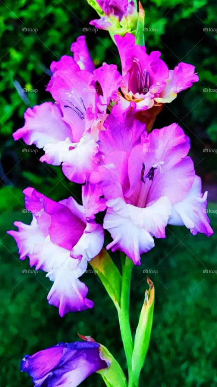 pink Flowers
