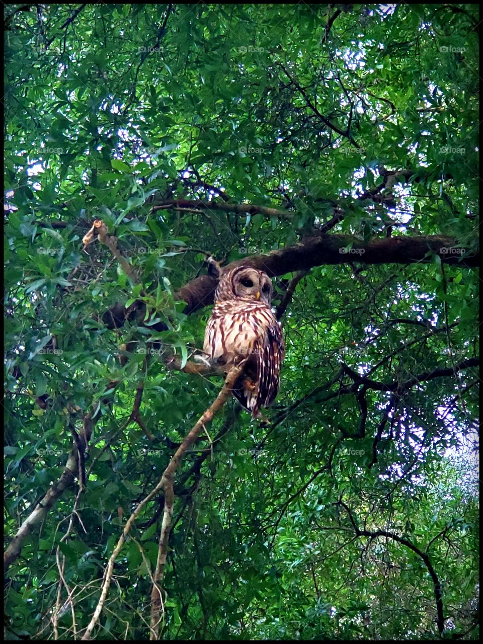 barred owl