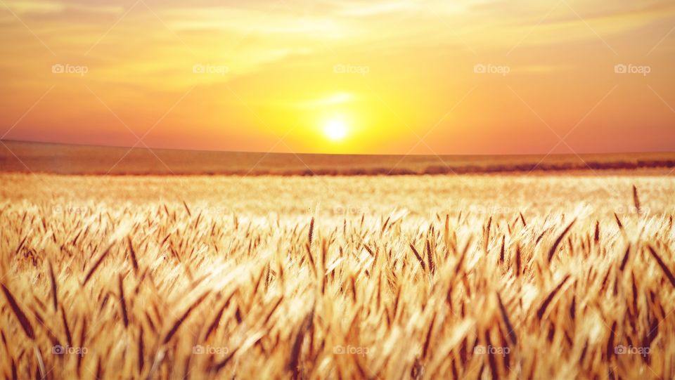 sunset wheat