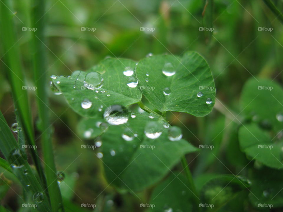 Spring raindrops. The raindrops form transparent spheres on leaves.