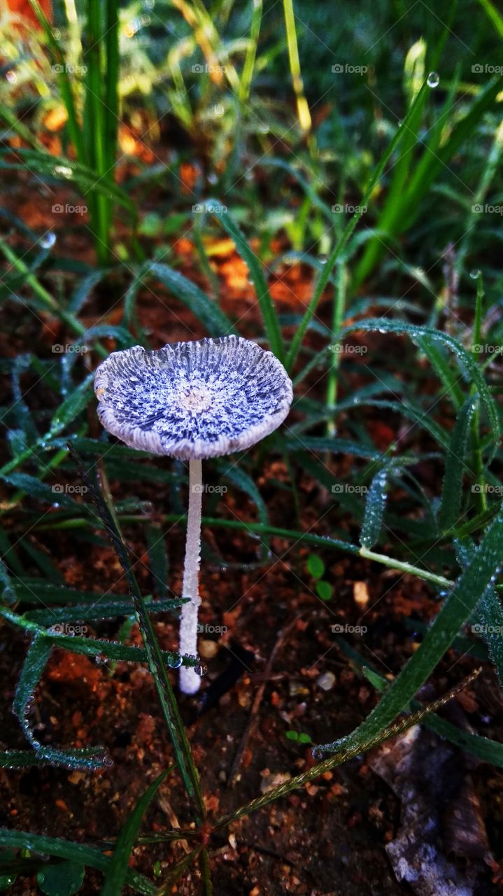 Tiny Mashroom